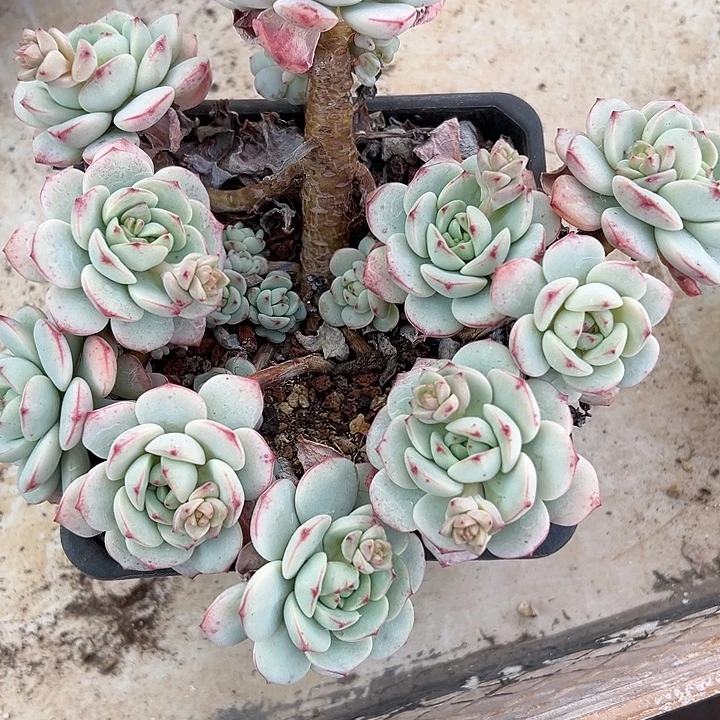香草群生多头多肉