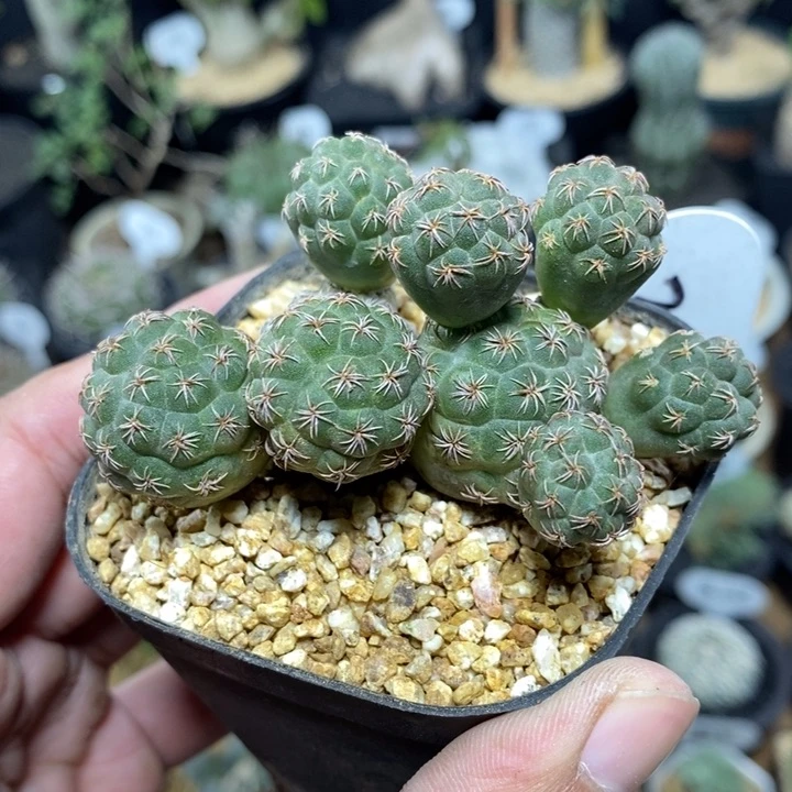 群生足球团扇205号7.5cm