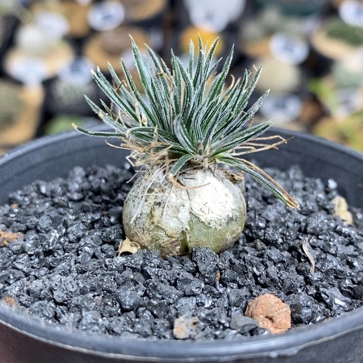 实生迷你海葱1059号2.1cm