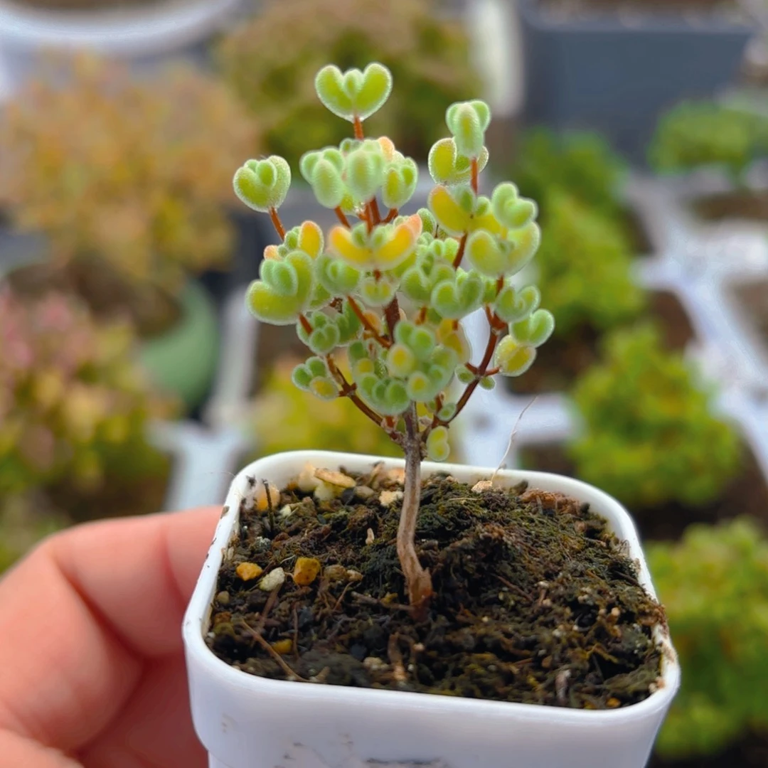 实生莱斯开播福利702。