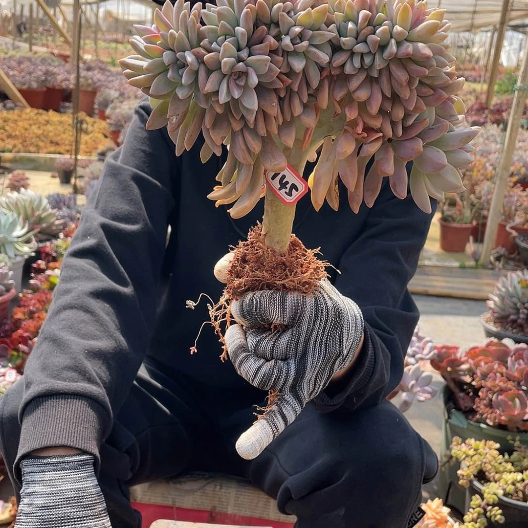 流**花145淡雪缀 十号一物一拍多肉