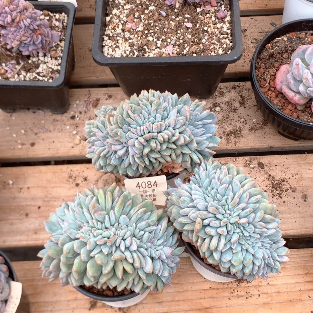 石榴籽星影缀三颗有底切4084