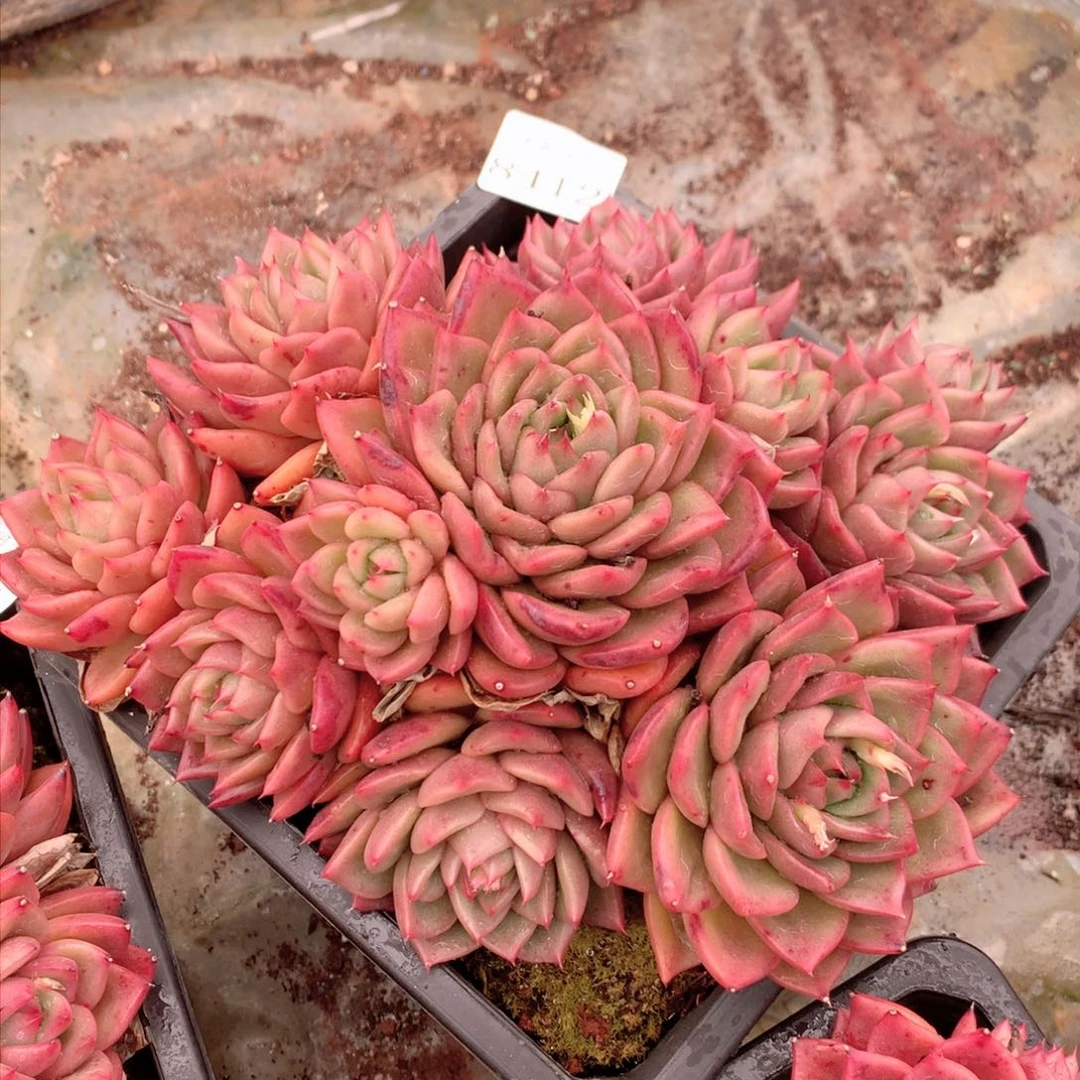 8412杂交多肉植物基地