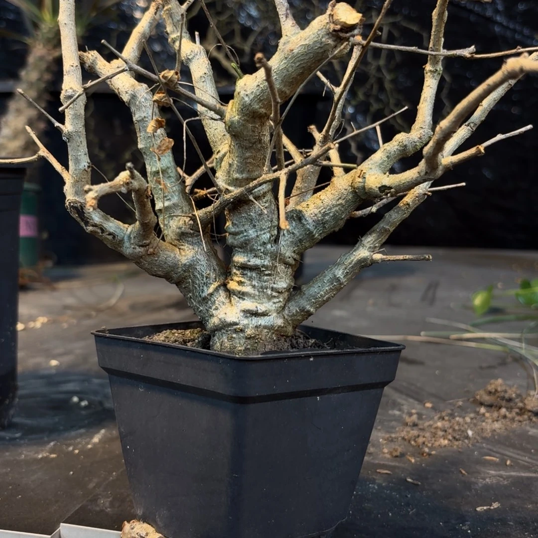 尼乐达乳香36999999999