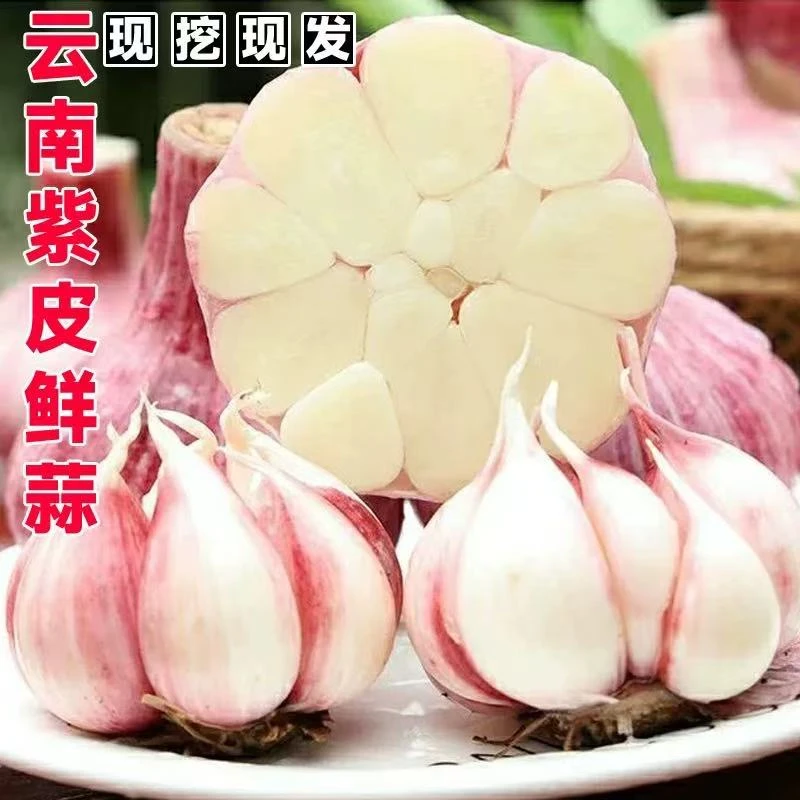 新鲜大蒜2025紫皮大蒜头5斤云南农家多瓣湿蒜头新蒜整箱现挖现发