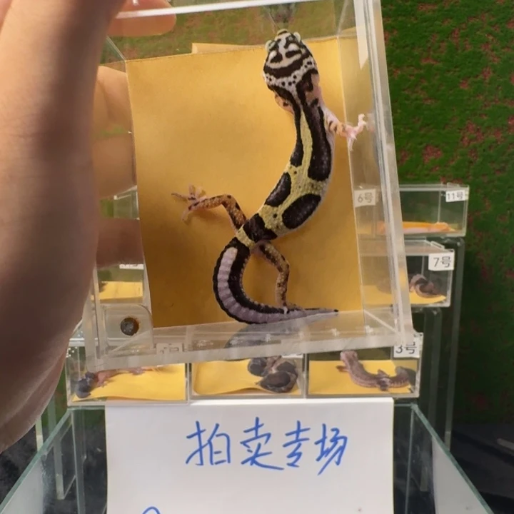 豹纹守宫土匪从林纹2元一手搞起来