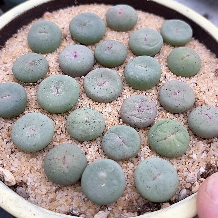 大型小红嘴一颗