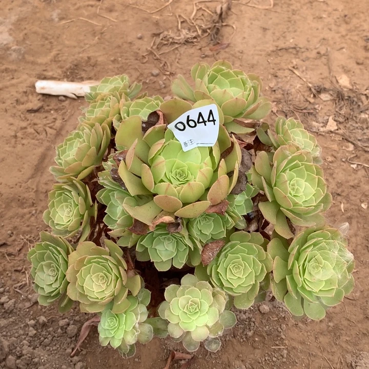 0644万圣节手棚1北