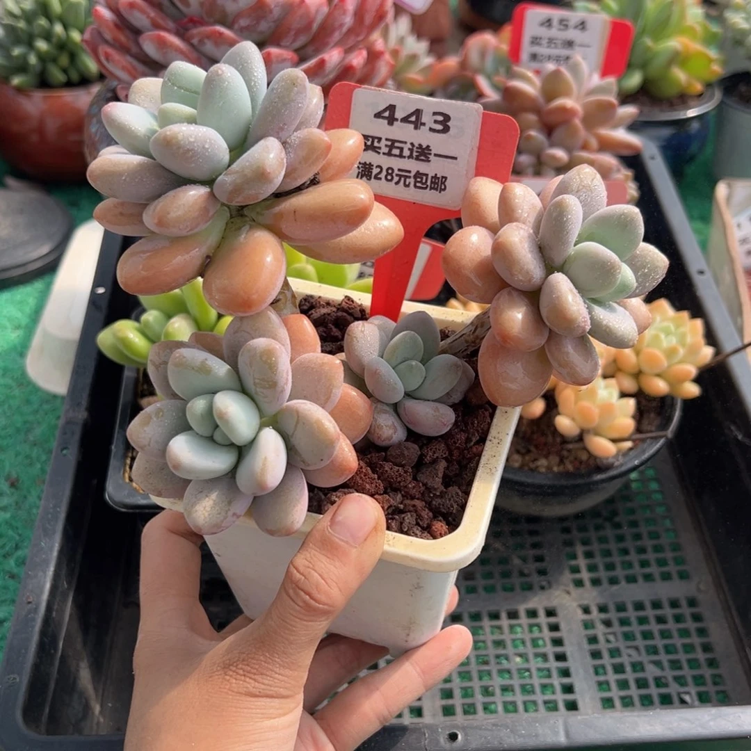 表妹精品多肉植物443.