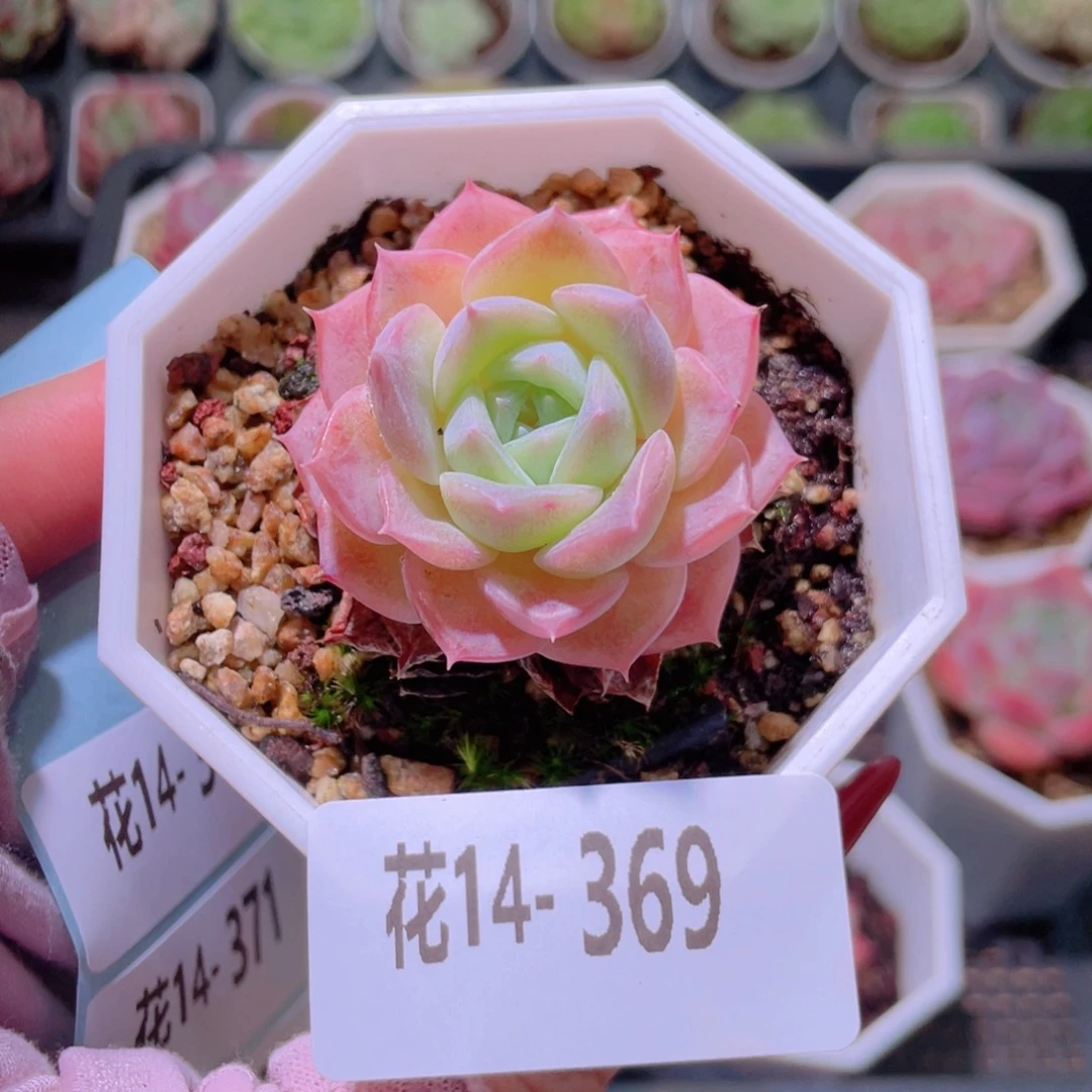 花利美14-369纯爱