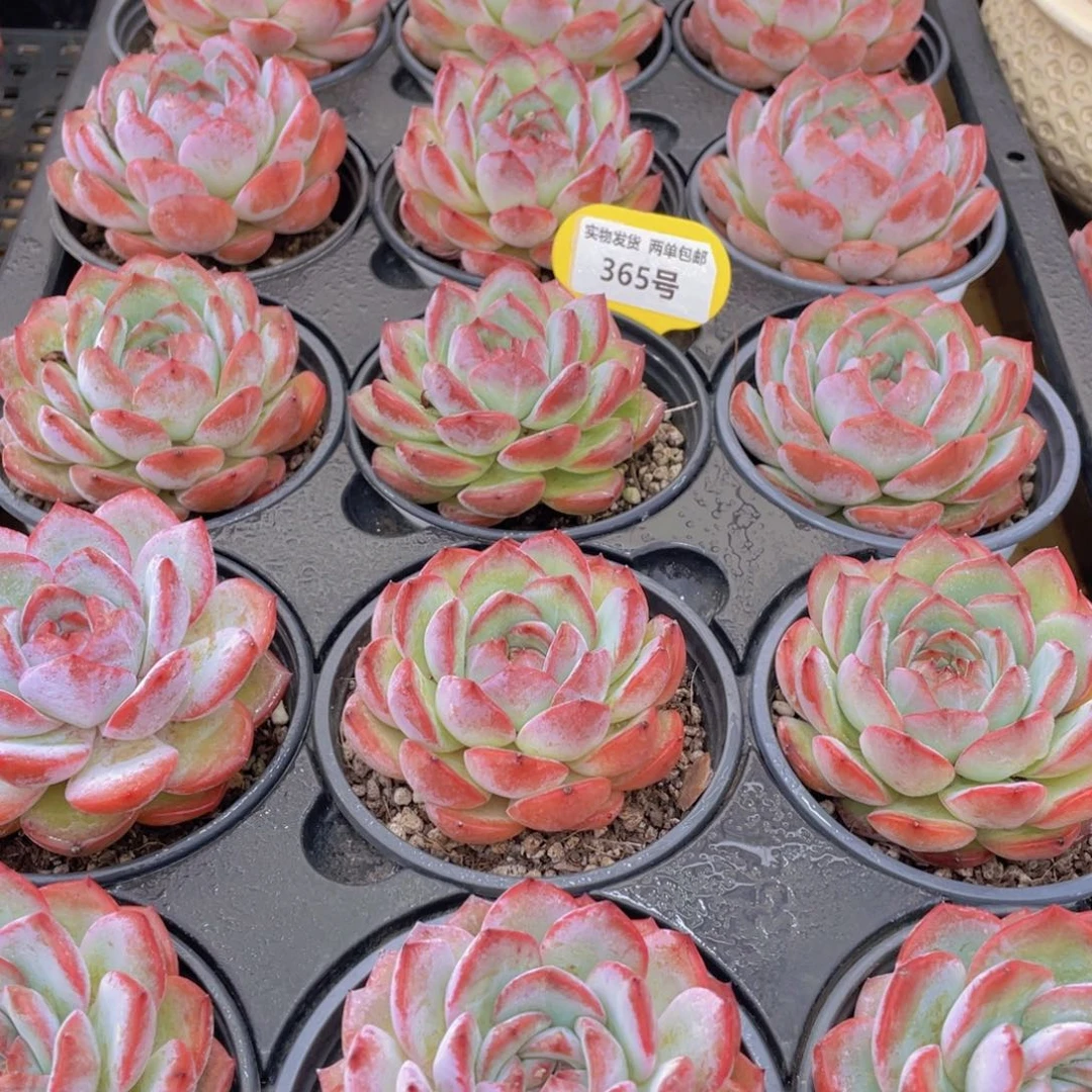 365号 草莓杏仁母本大单头一个