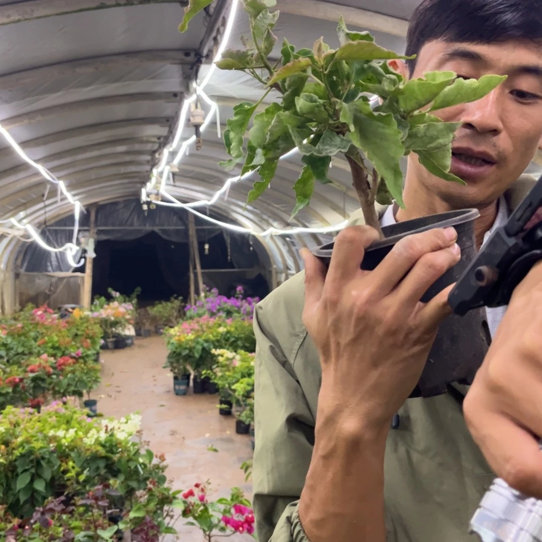 寒***影完全开放（画报蝶）三角梅会落花落叶会光杆苗有大有小