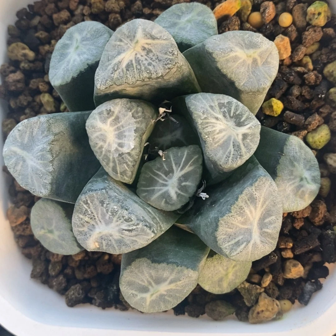 十二卷一颗实生超级万象