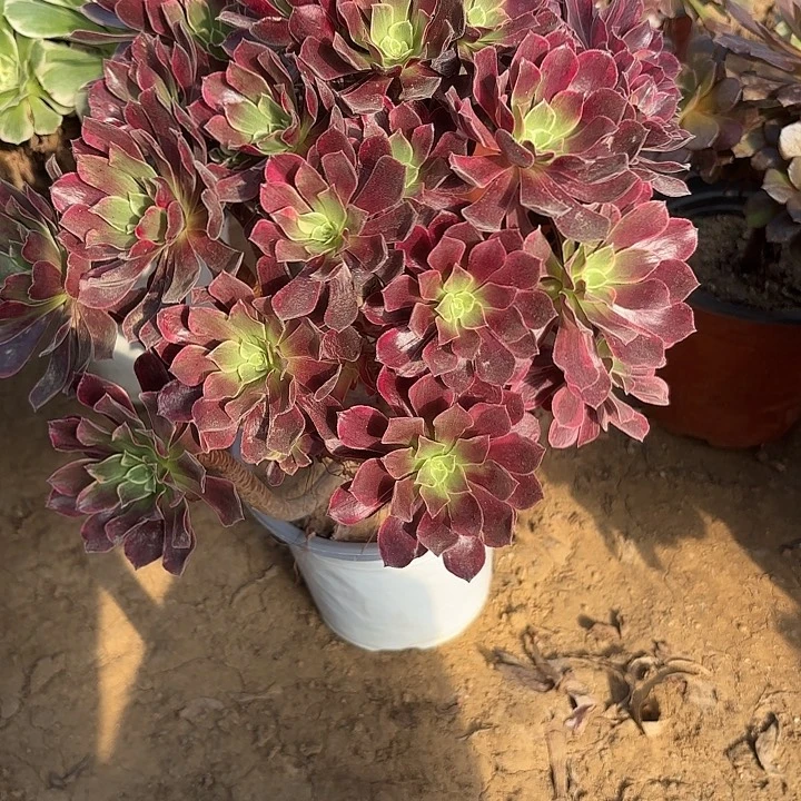 多肉植物法师女妖41