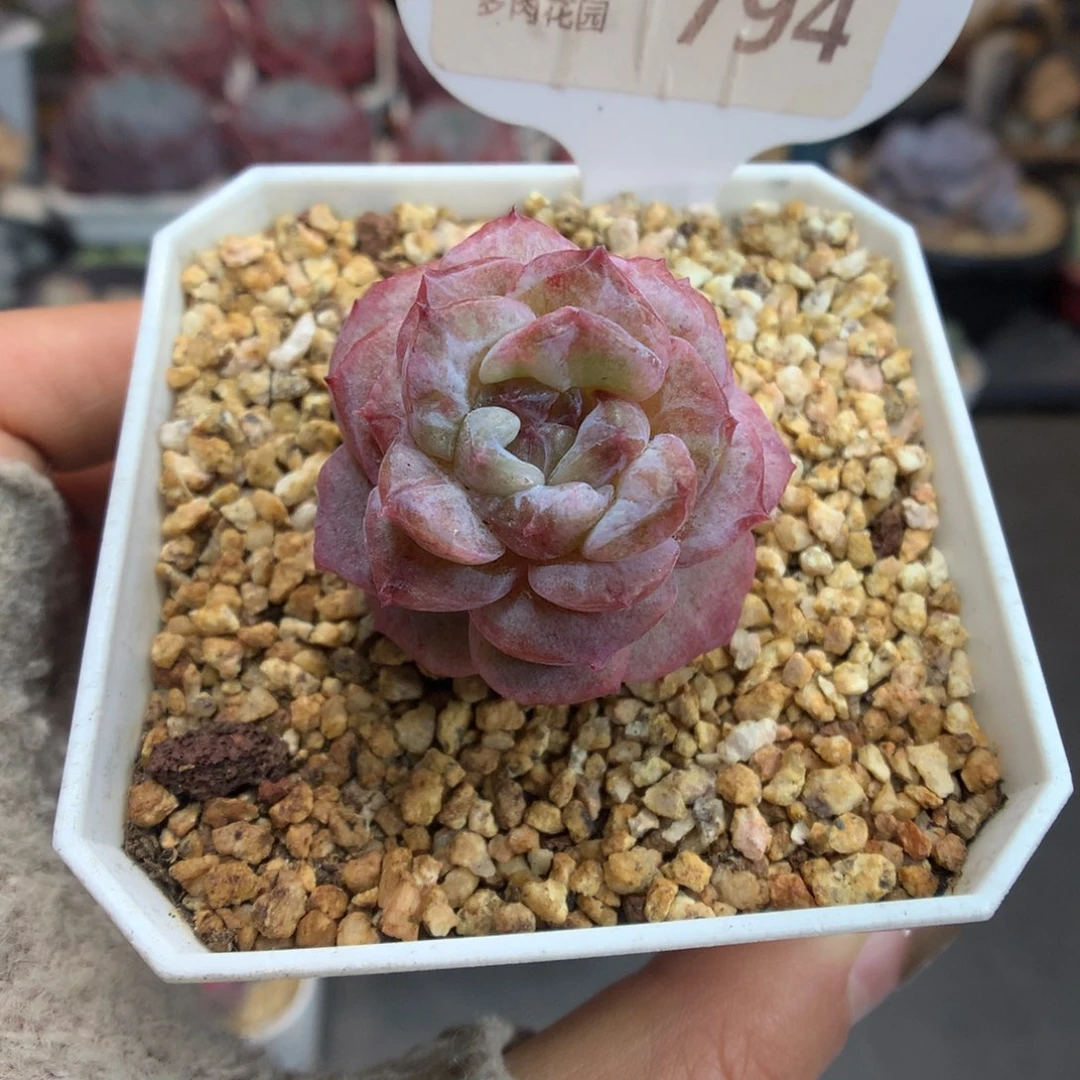 794冰魄石化多肉植物