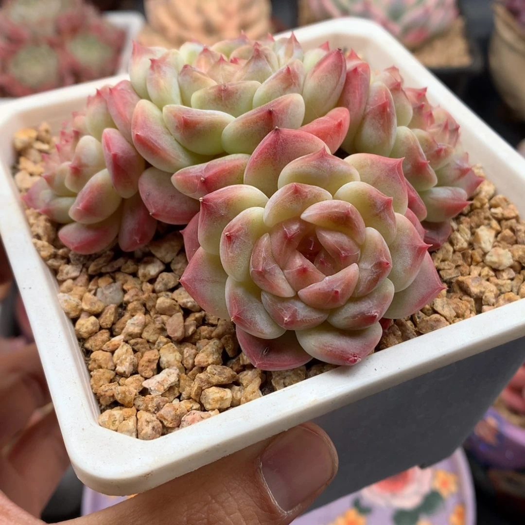 我们家的小仙女们