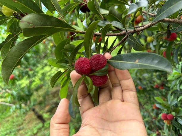 桂林平乐本地大山里面的小乌梅