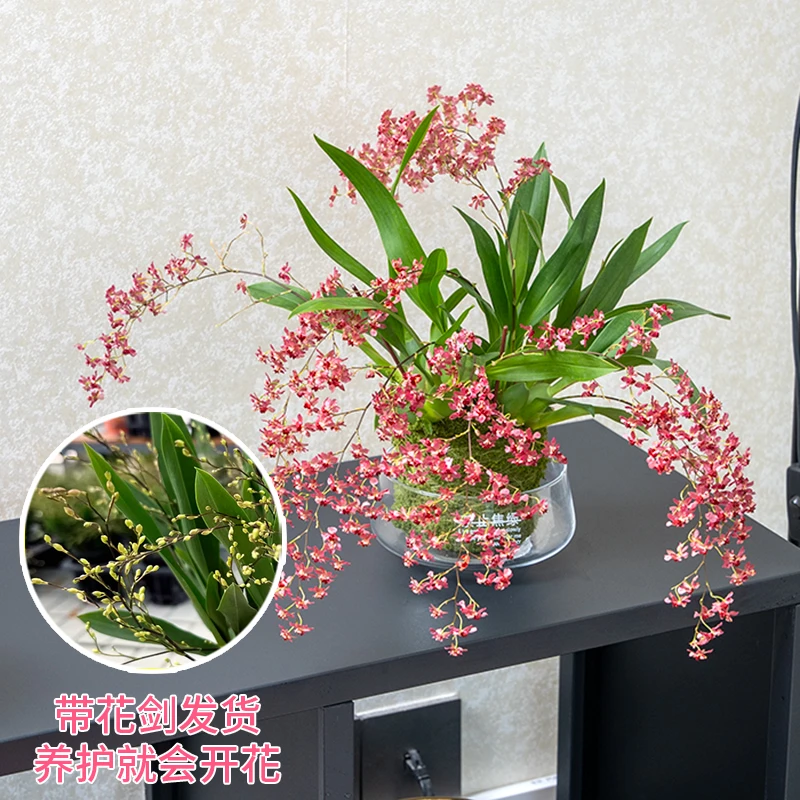 多年生好养花卉绿植梦香兰文心兰带苔藓球室内高档观赏兰开花清香