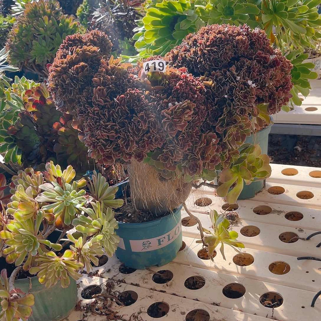 玫瑰法师7//22包邮法师