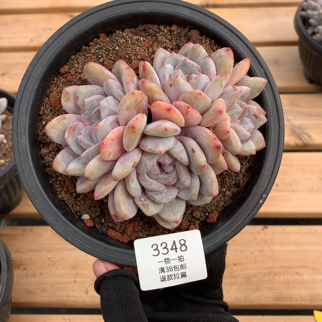 13厘米四头蒙特3348