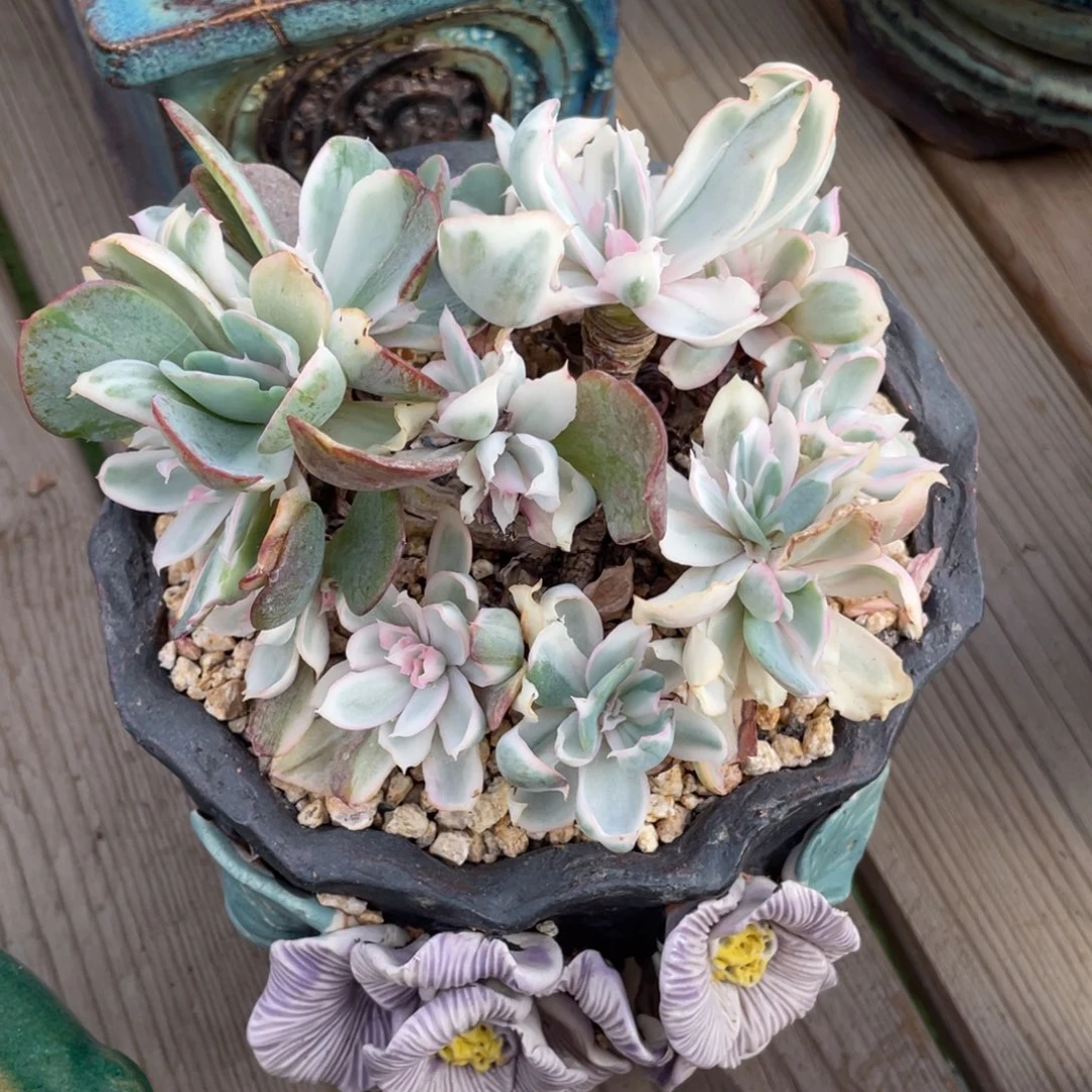 豆总多肉伯克利锦