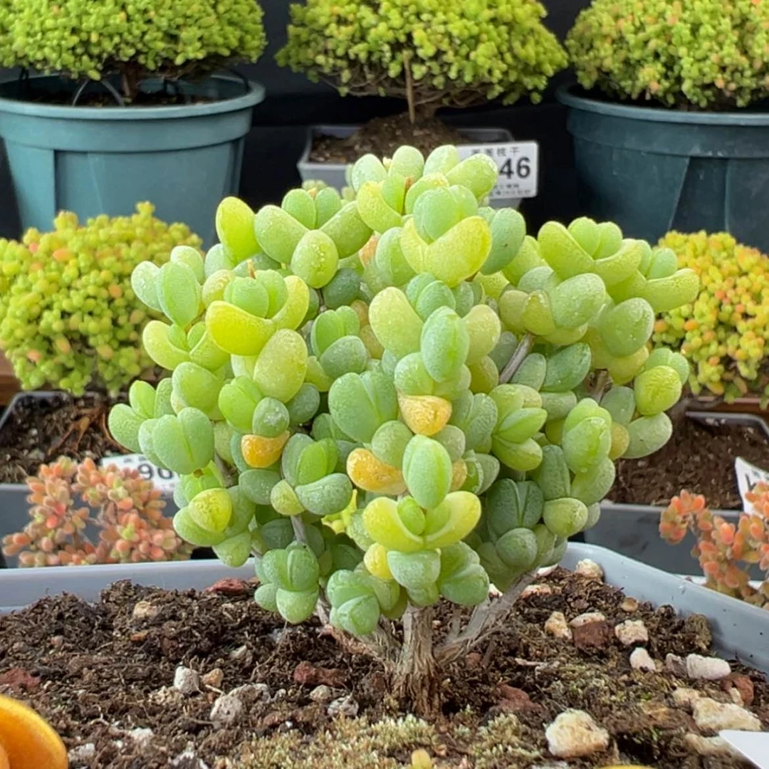 【闪购商品】k904老桩粗腿元宝