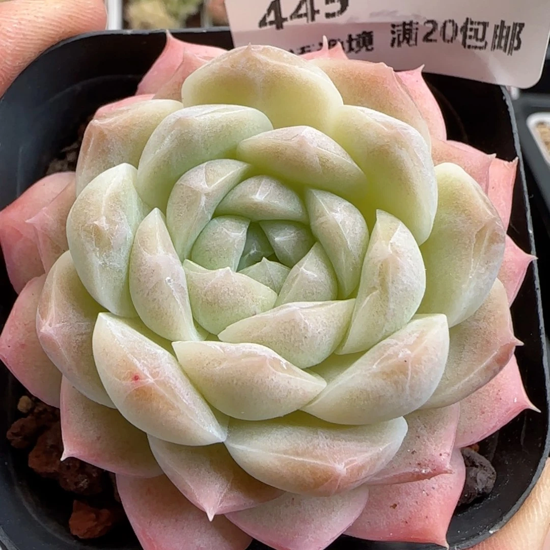 花语逸境0124-445
