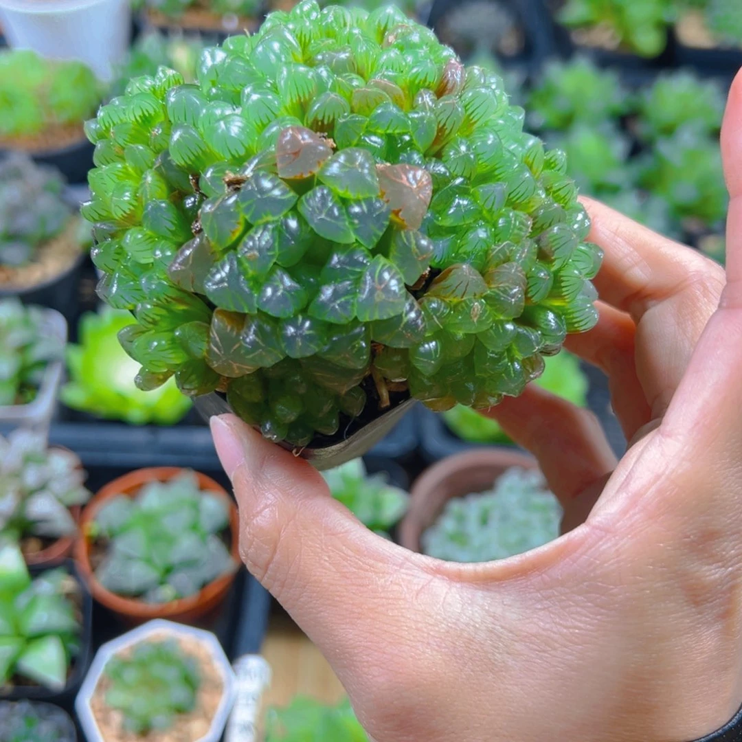 能***！2062多肉植物一颗