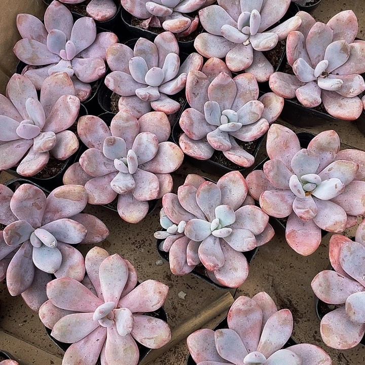 大单头粉兔带盆土发