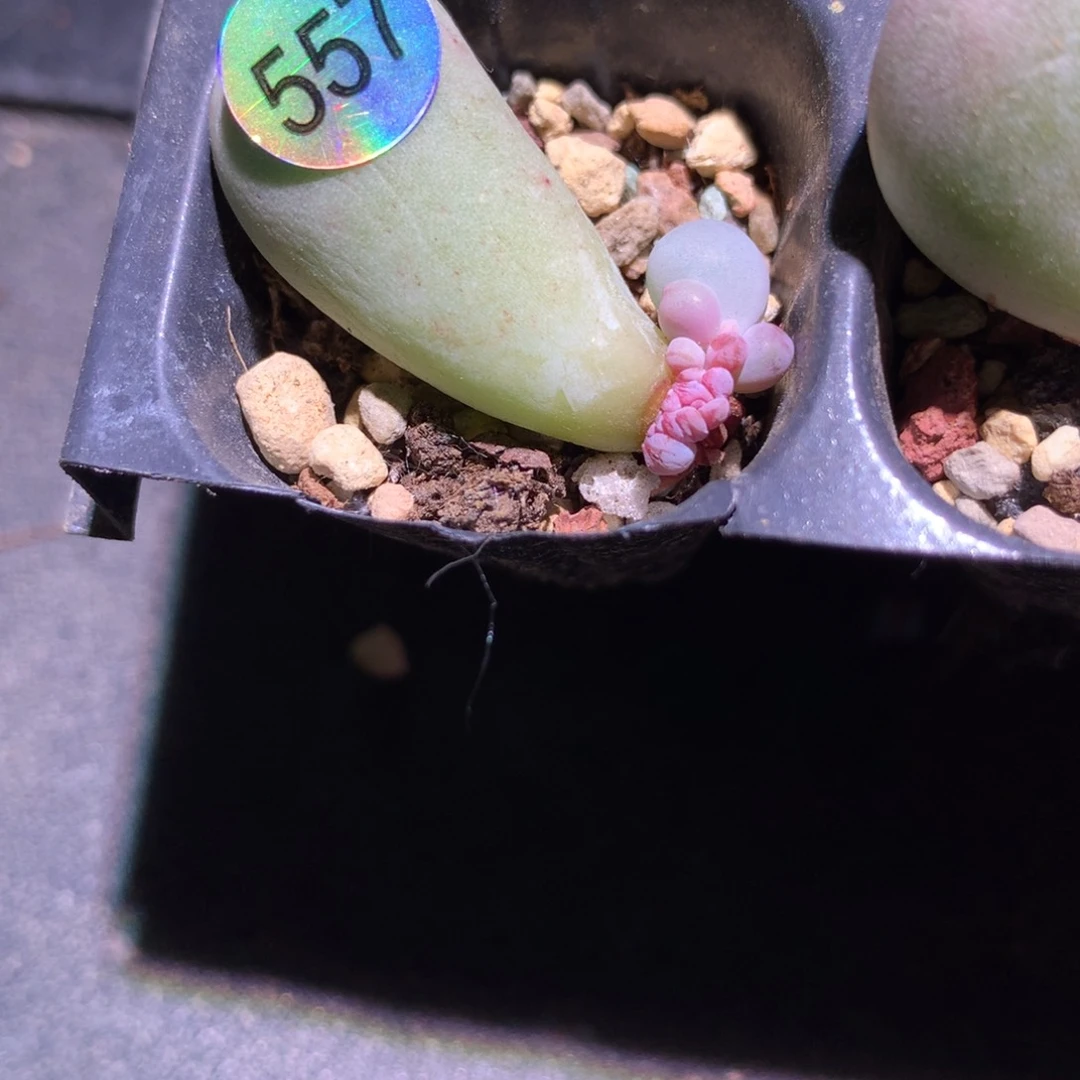 米可奶酪多肉叶插苗557