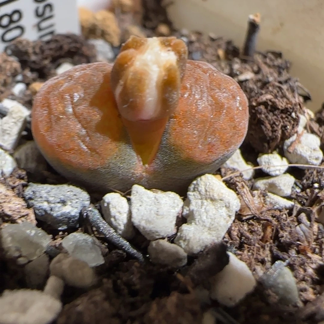 肉锥多肉植物组合-超级蛋糕1242