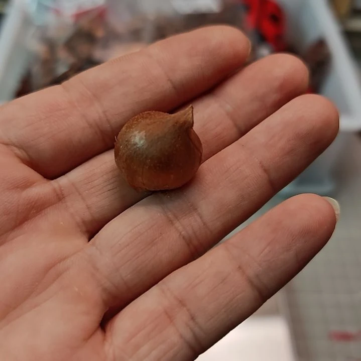 酢浆草早花肉豆蔻