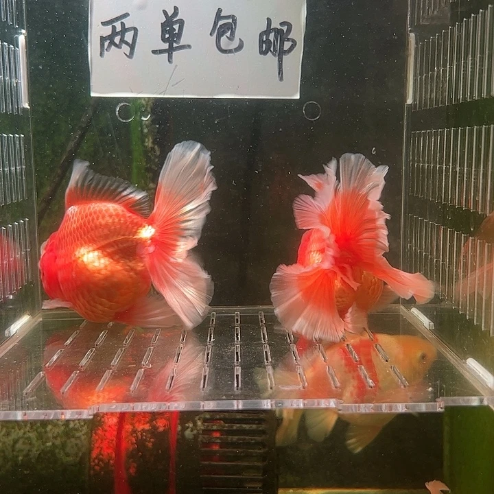 海水百褶泰狮亚成30