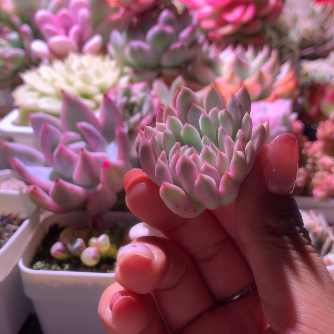 红宝石变异株形砍头覆轮锦