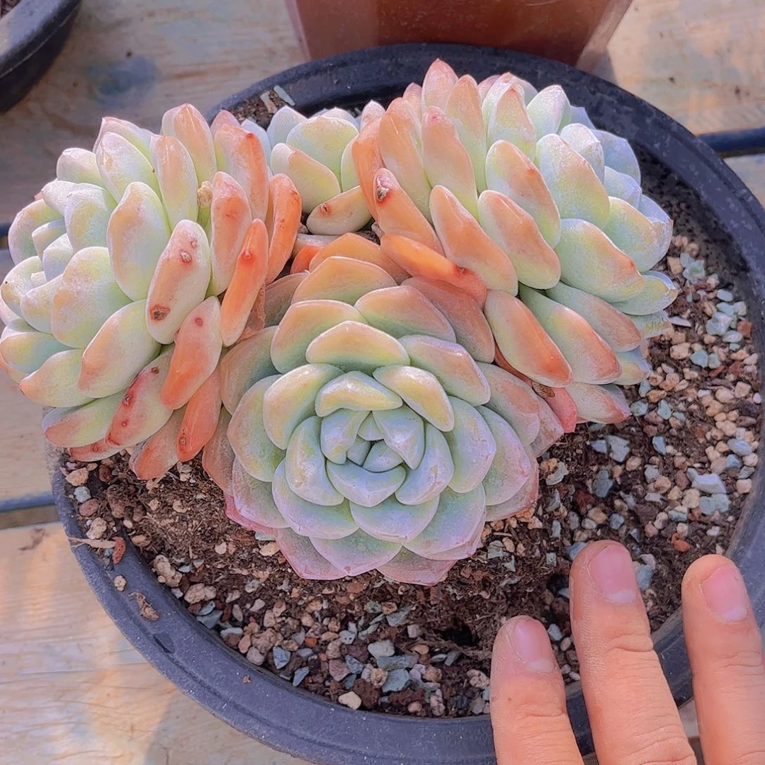 多肉老桩多肉老桩