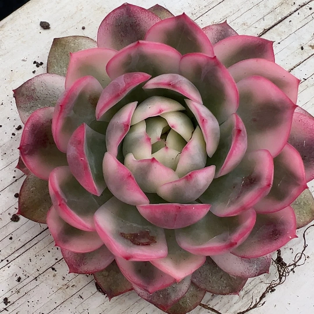 你****韩水晶锦多肉植物