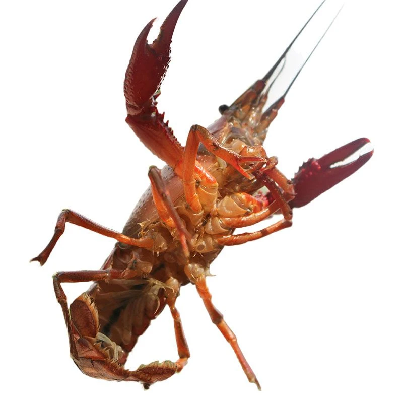 清水小龙虾特大虾10斤包杀龙虾同城送