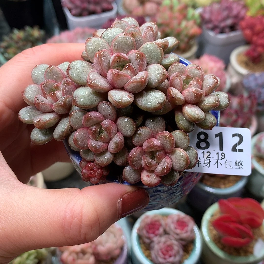 精控拇指盆1219812