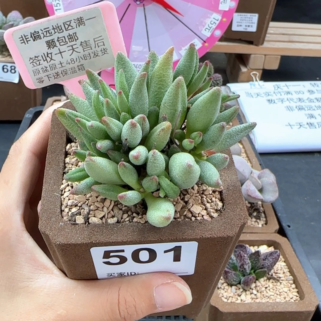 501大红嘴多肉植物