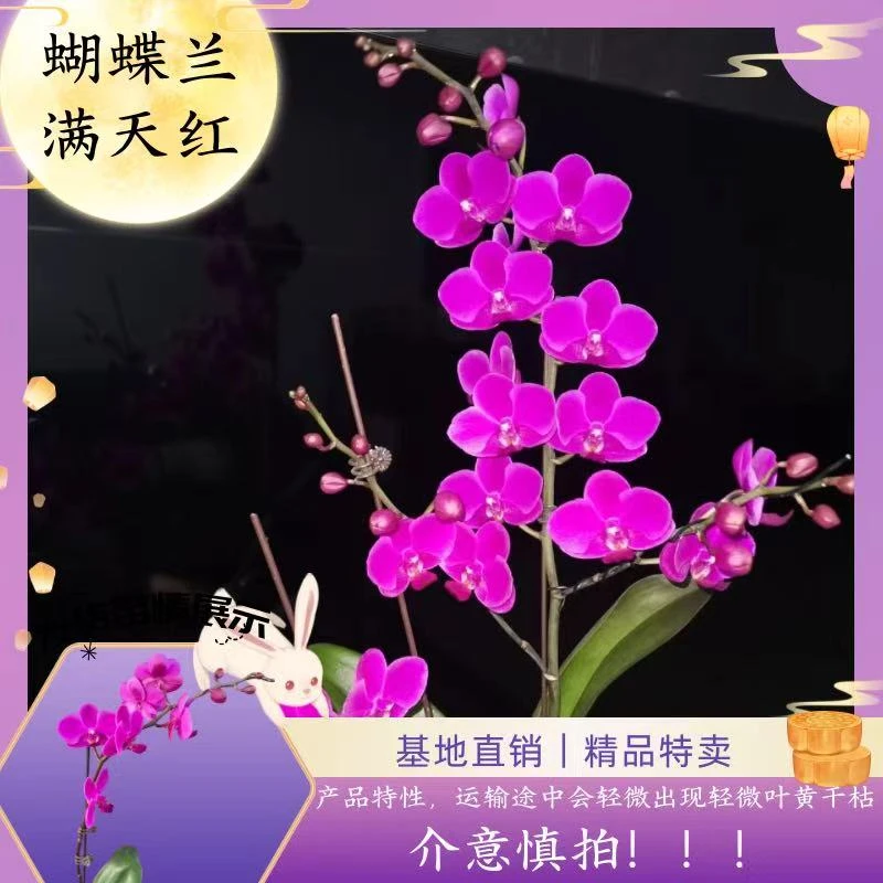 【蝴蝶兰 高满天红】七夕好礼 基地直销 名贵淡雅 室内花卉带花发货