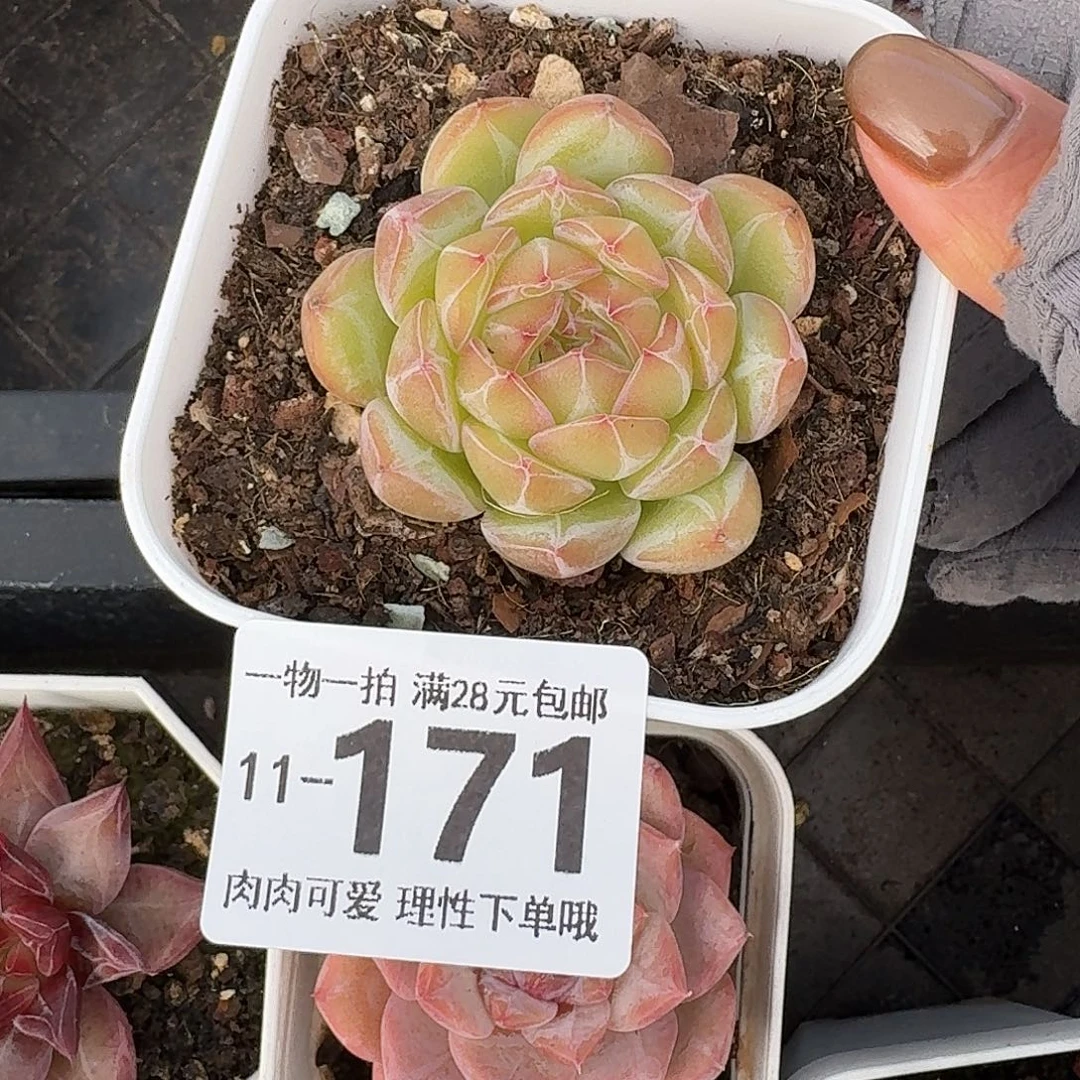 雪花珍妮无盆土无盆土