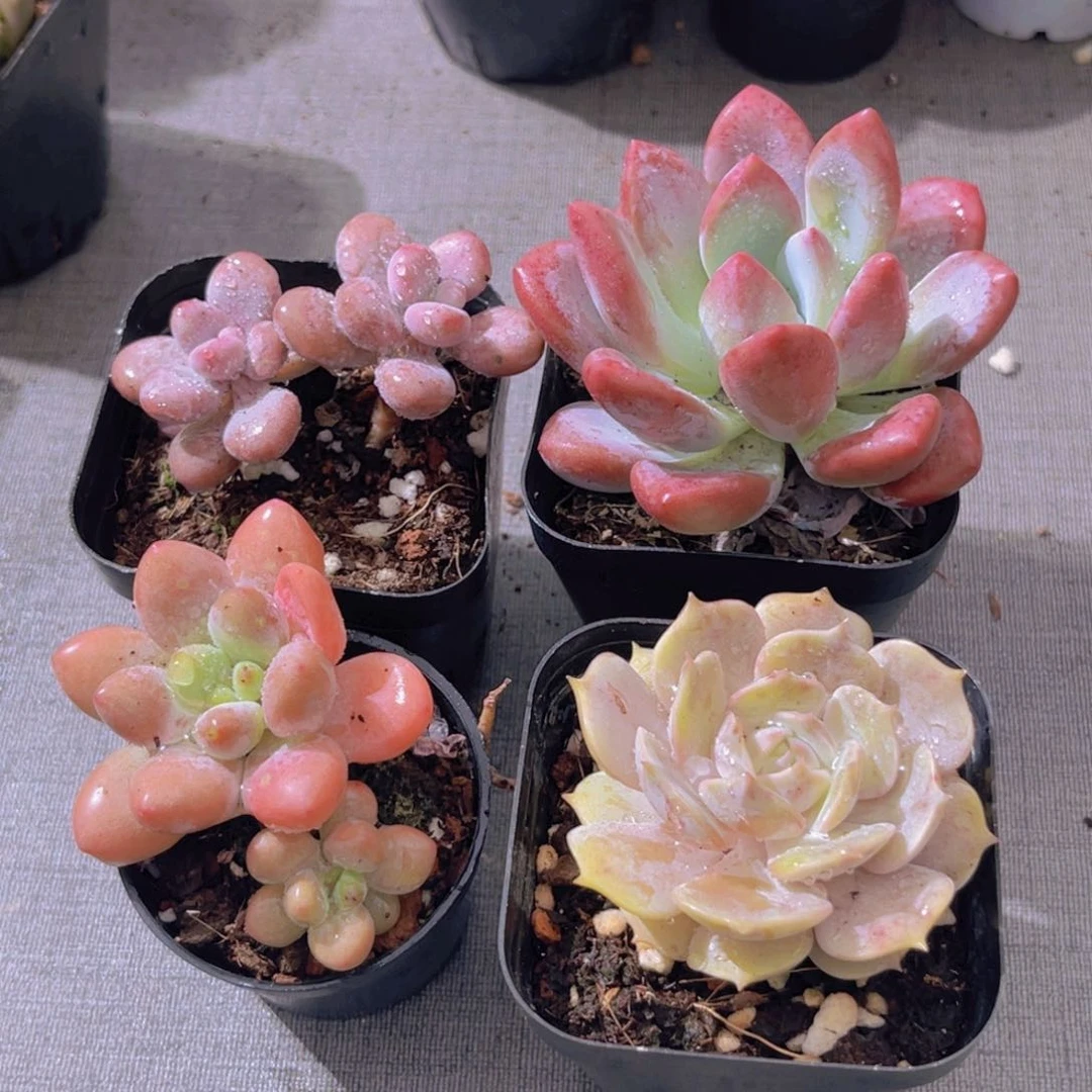 五彩缤纷333333333