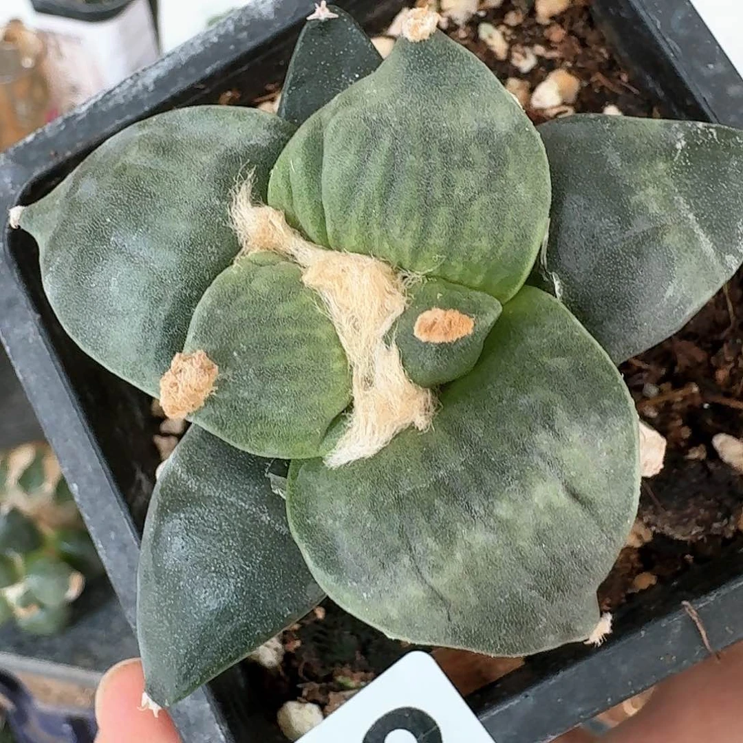 【闪购商品】无花朵幸*5达摩丸尤692