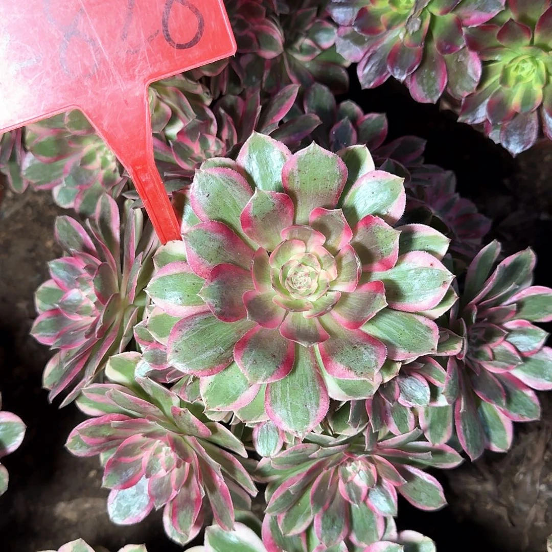 4-828云荷多肉法师