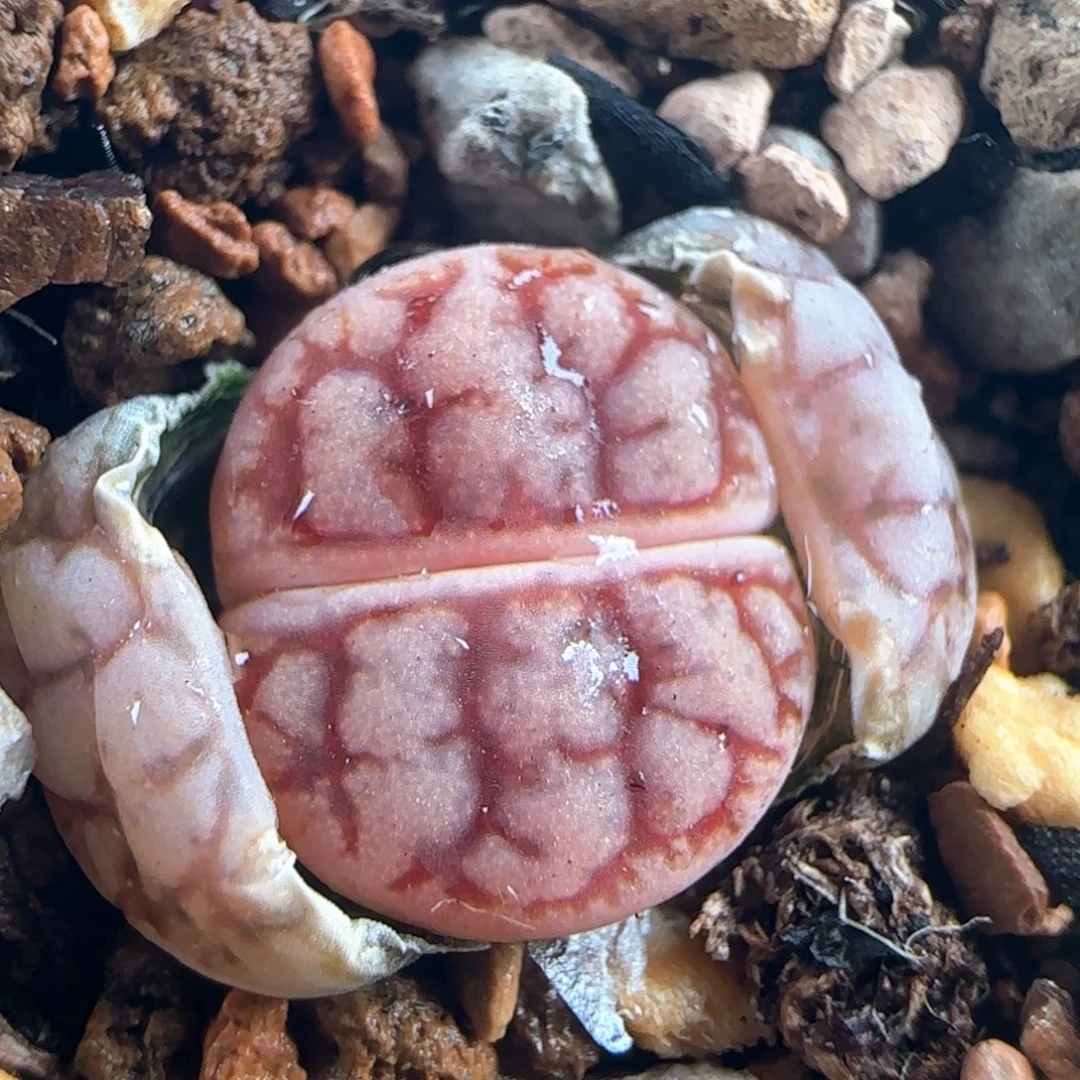 0021/花叔种源261/
