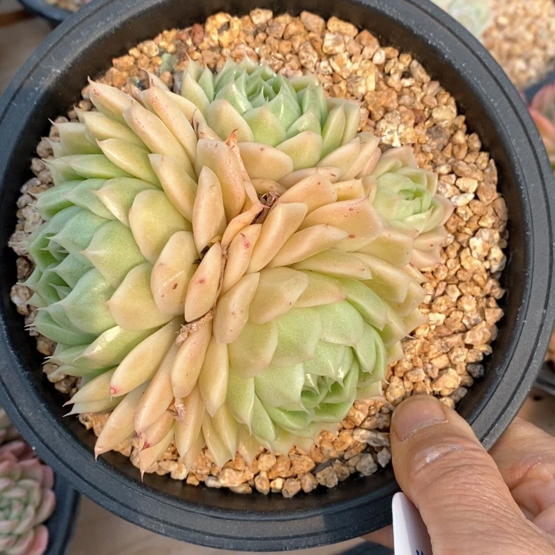 精品多肉一物一拍不包整215