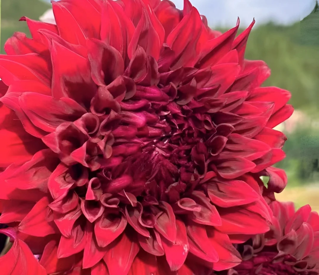 【巨型花】红影盆栽地栽多年生草本四季种植大丽花