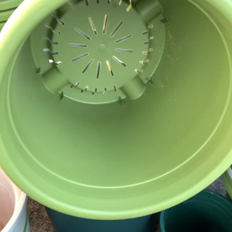 红陶5加果绿无托3个