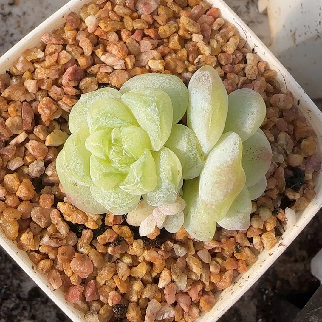 冰玉石化绿体双头带仔脱土