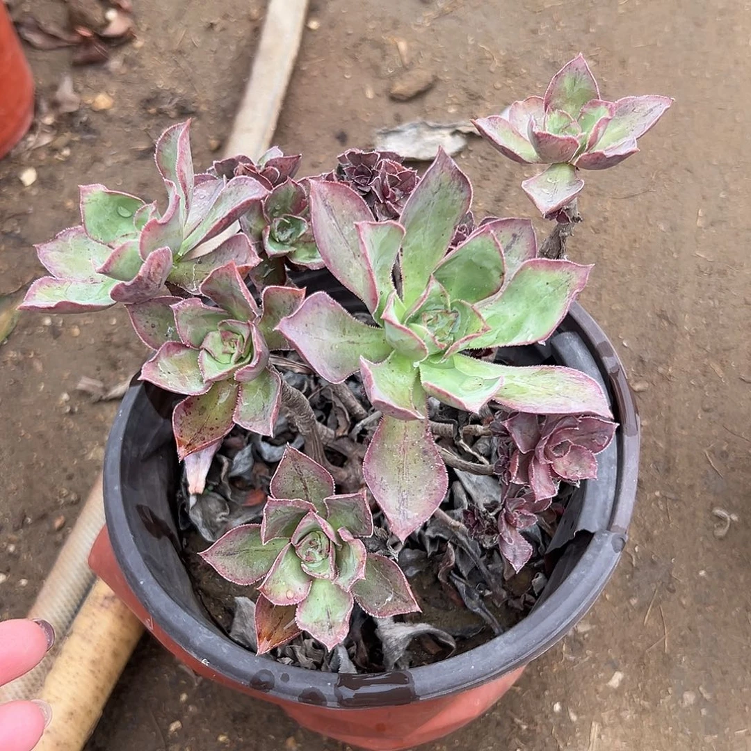 多肉植物红富士老庄